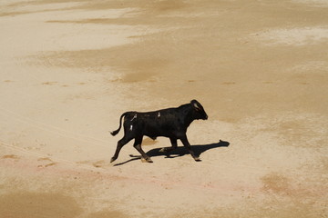 Novillo.