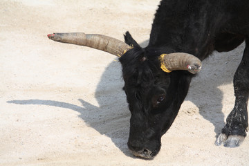 Il Toro nella Corrida #2