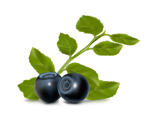 Vector illustration. Blueberry with leaves.