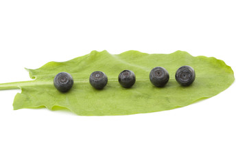 blueberries berries on a sheet of sorrel
