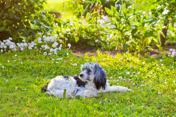 Chinese Crested puppy