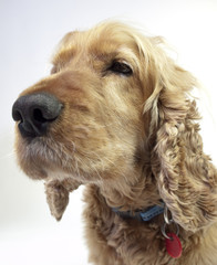 Cocker Spaniel Portrait