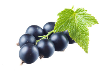 Black currant with leaf