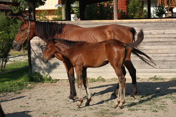 MADRE E FIGLIO
