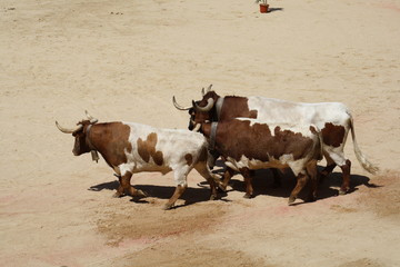 Conduciendo ganado.