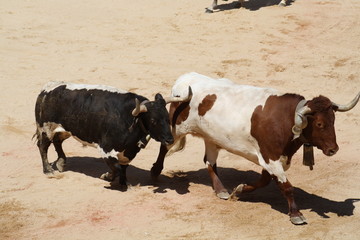 Conduciendo ganado.