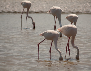 Fenicotteri in Camargue #4
