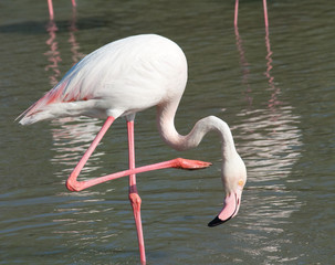 Fenicottero - Camargue