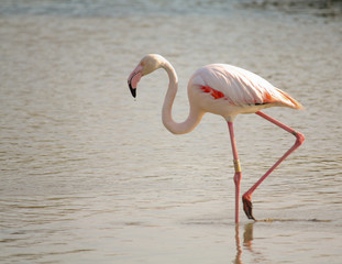 Fenicottero in Camargue