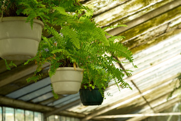 View of Greenhouse Plants at Nursery