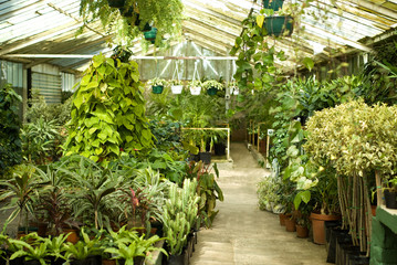 View of Greenhouse Plants at Nursery
