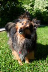 Brown Sheltie