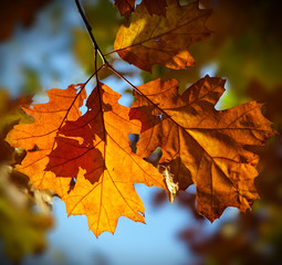 Red oak autumn leaves (Quercus Rubra)