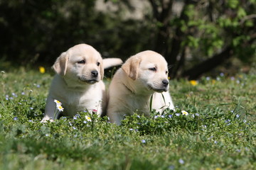 deux petits chiots labrador retriever regardant au loin