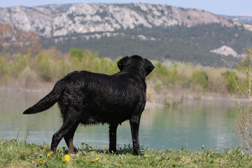 labrador retriever noir de dos regardant au loin - montagne
