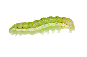 small green caterpillar
