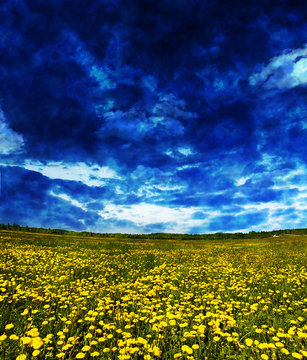 dandelion field under storm