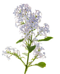 blue lilac branch