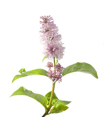 Fototapeta premium isolated lilac branch