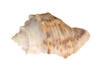 small brown shellfish