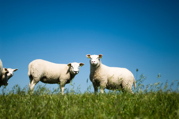 Obraz premium schafe auf deich