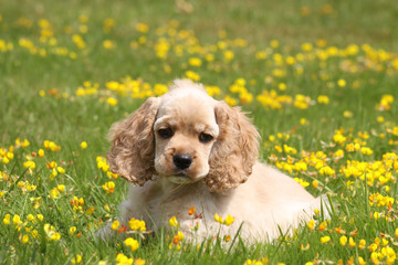 jeune chiot cocker américain couché parmi les fleurs jaunes