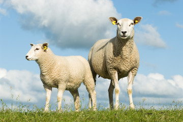 schaf mit lamm