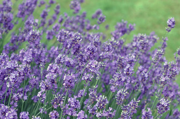 Fototapeta premium duftend