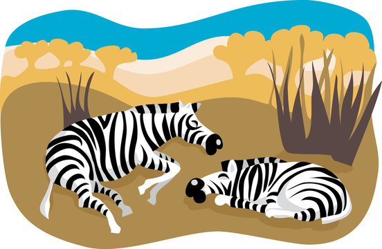 Zebras