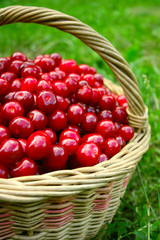 Basket with cherries