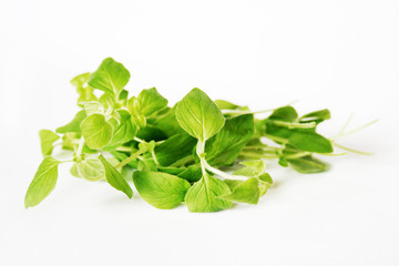 Oregano