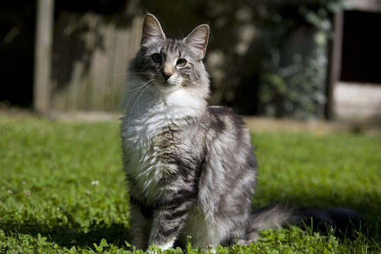 chat des for&ecirc;ts norv&eacute;giennes assis dans l'herbe de face