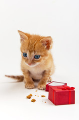 kitten with a red gift box