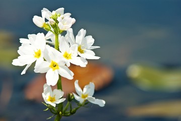 Obraz premium beautiful white flowers