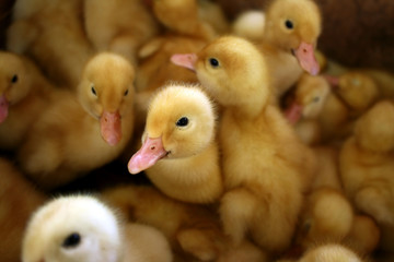 Little ducks