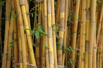 bamboo