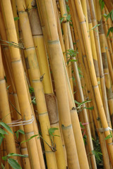 bamboo