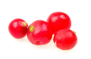 Fresh radishes isolated on white