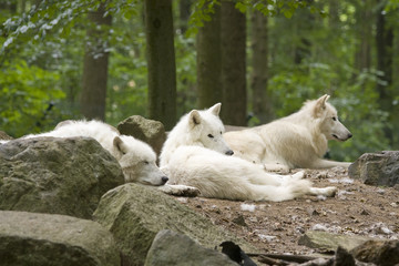 Weiße Wölfe