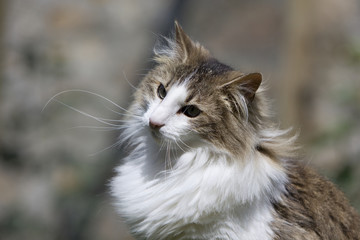 portrait d'un chat norvégien de trois quart tête penchée
