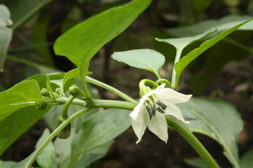 Obraz premium Flower of green chili pepper
