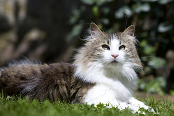 magnifique chat norvégien allongé au milieur de l'herbe