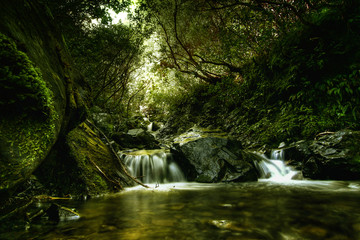 Beautiful green stream in New Zealand