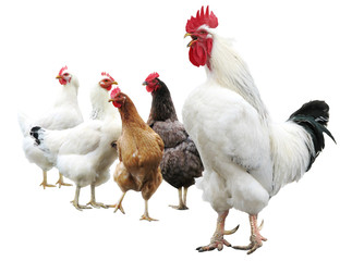 white cock and hens isolated