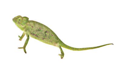 Chameleon isolated on white background