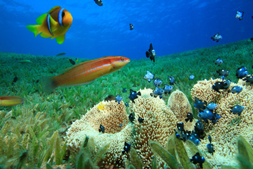 Haddon's Anemone with Damselfish, Anemonefish and Wrasse