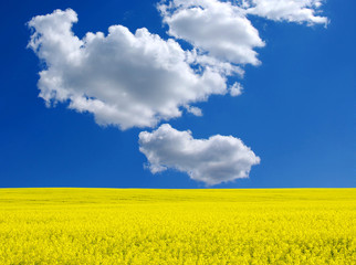 Obraz premium gold field