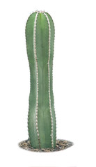 Cactus isolated on white background
