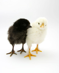Obraz premium Two chicks