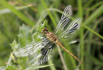 Libellule posée